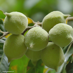 Candlenut tree with fruits