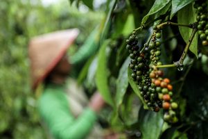 farmers harvesting pepper in farm