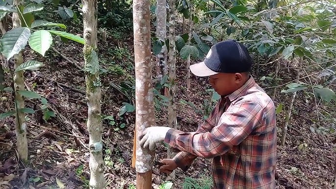 Farmer harvesting Korintje Cinnamon